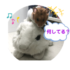 king_20200318075419