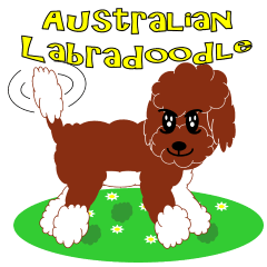 Australian Labradoodle
