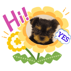 c◡̈c◡̈a * - LINE スタンプ | LINE STORE