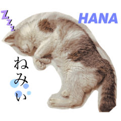 hana_20200318151953