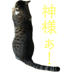 kotetu 6