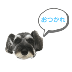 Life of Koshio and dogs
