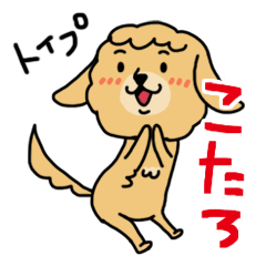 Kotaro of Toy Poodle