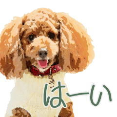 [Moca] for the toy poodle only. version2