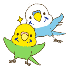 Budgerigar yellow and blue