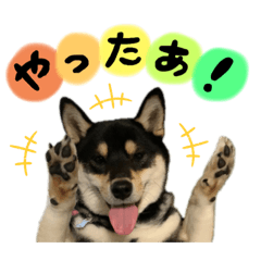 柴犬りくくん