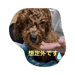 momokururu_20200319000147