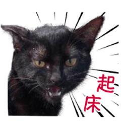 cats memes(Chinese)