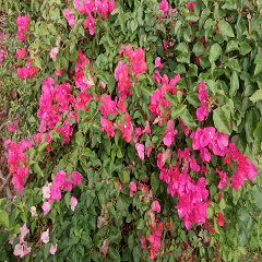 Cute bougainvillea