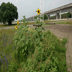 Three blooming sunflowers