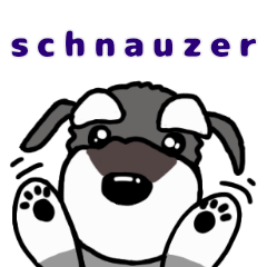 happy schnauzer