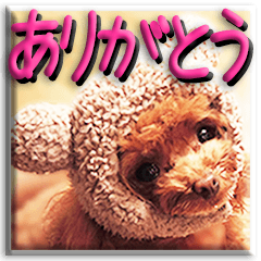 Cute toy poodle sticker!!! Pt03