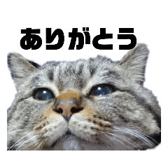 ちゃたろうの使えるスタンプ。