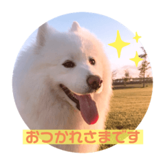 raru_Samoyed