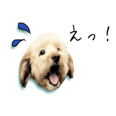 wanwan is cute2 – LINE stickers | LINE STORE