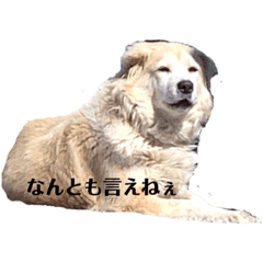 yanagi1