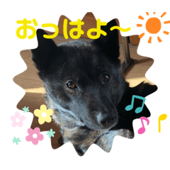 甲斐犬　カイちゃま　2