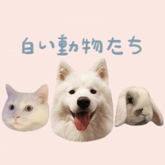 White Hair Gang (JP)