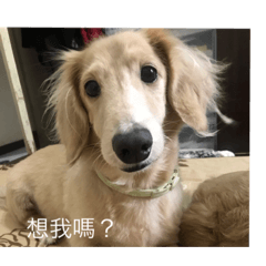 迪迪與呼呼