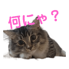 mocomoco fuwafuwa cat01