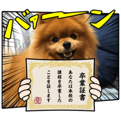 Pomeranian no mocochan_sotugyosiki_stamp