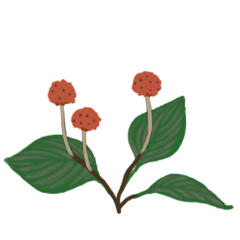 botanical soyosoyo