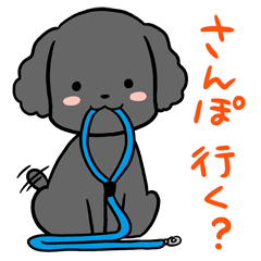 Black toy poodle "Konbu"