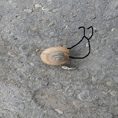 Snail shell on the ground