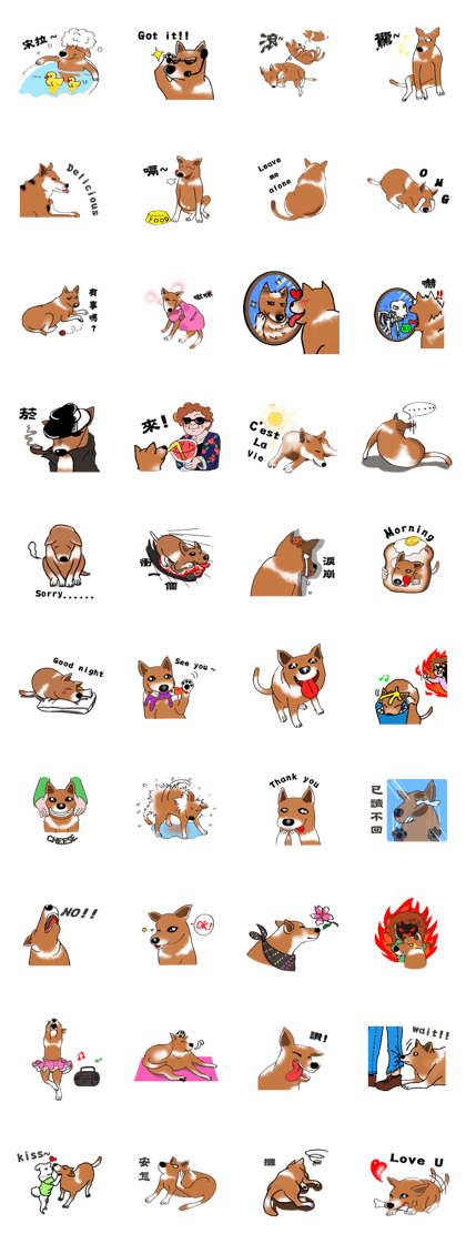 Taiwan Mix Dog-Toffee