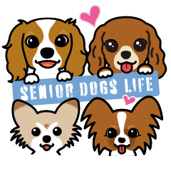 senior dogs life