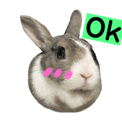 YPC_rabbitQB