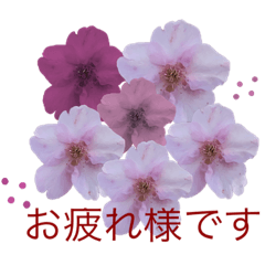 melon_20200320183801