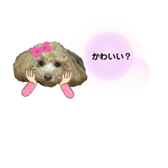 Oita toy poodle