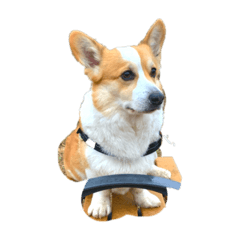 corgi no harikun