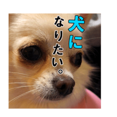 chihuahua no hanko