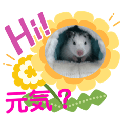 king_20200320215537