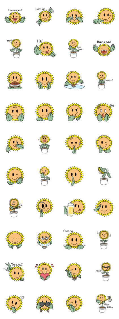 Mahi mahi of sunflower Mahi mahi of sunflower