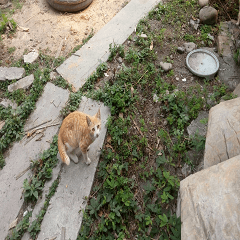 Backyard wildcat