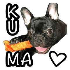 kuma is a French bulldog