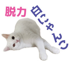 The white cat which is freely