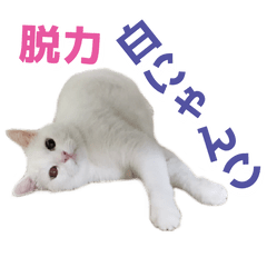 The white cat which is freely