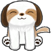 Every day Shih Tzu