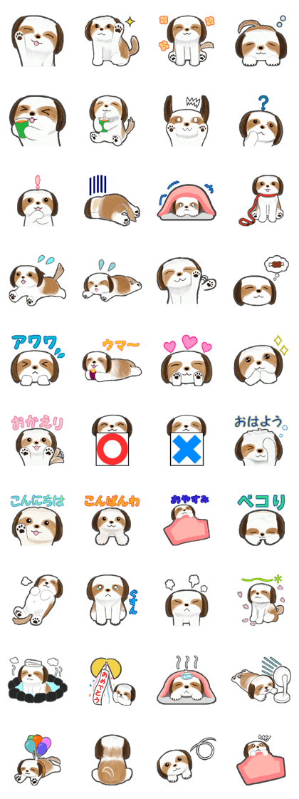 Every day Shih Tzu