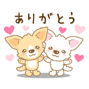 CHIWAWAN! NIKOICHI