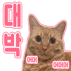 Gomdol the cat (Korean)