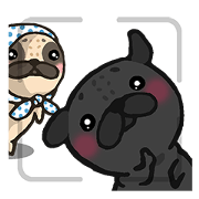 Petit Pug