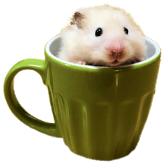 Long-haired hamster Komugi