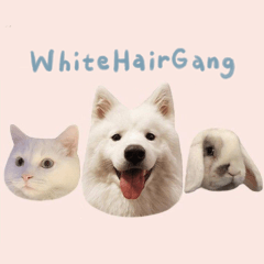 White Hair Gang (ENG)