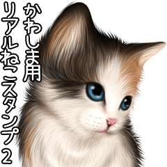 Kawashima Real pretty cats 2