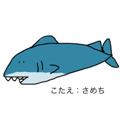The cutest shark "samechi"